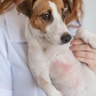Dermatologia Veterinaria