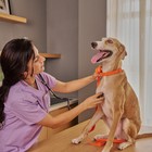 Cardiologia Veterinaria