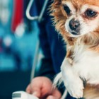 Ecografia Addominale