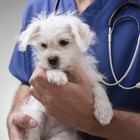 Anestesia veterinaria corso intermedio